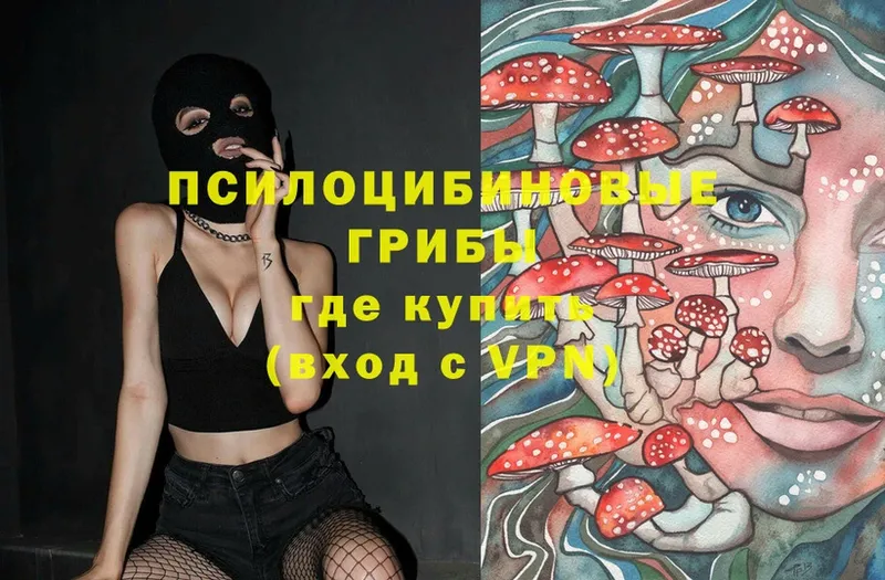 Псилоцибиновые грибы Psilocybe  Сегежа 